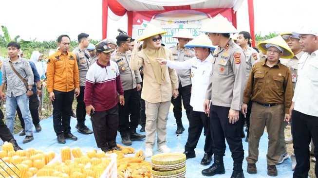 Bupati Dillah Panen Raya Jagung di Dusun Sidodadi, Pemkab Tanjabtim Siap Bantu Petani