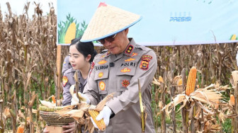 Polda Jambi Gelar Panen Raya Jagung Serentak