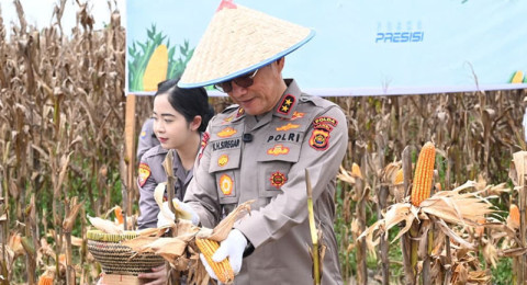 Polda Jambi Gelar Panen Raya Jagung Serentak
