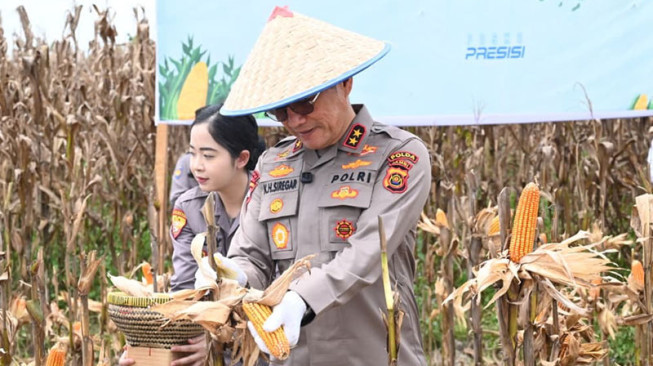Polda Jambi Gelar Panen Raya Jagung Serentak