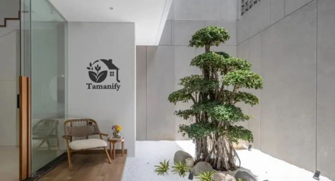 Pilihan Pohon yang Tepat untuk Taman Rumah Sesuai Iklim dan Luas Lahan