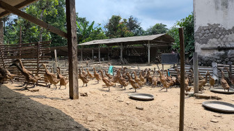 Kajian Awal ASPI: Sistem Kandang Berpengaruh pada Kesejahteraan Itik Petelur dan Kualitas Telur