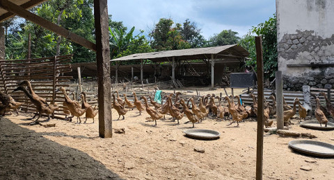 Kajian Awal ASPI: Sistem Kandang Berpengaruh pada Kesejahteraan Itik Petelur dan Kualitas Telur