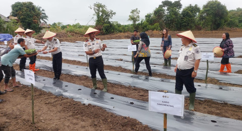 Dukung Ketahanan Pangan, Imigrasi Jambi Tanam Ribuan Melon dan Cabai Rawit