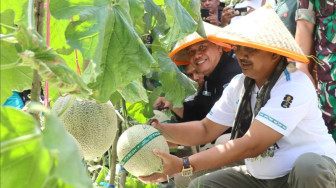 Bupati Anwar Sadat Dorong Integrasi Agribisnis Hulu-Hilir Demi Perkuat Pemasaran Melon Unggulan Tanjabbar