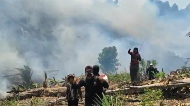 Hutan PT Jebus Terbakar 15 Hektar, Sengaja Dibakar Orang Tak Dikenal