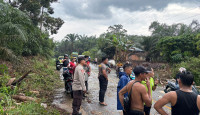 Pohon Tumbang Timpa Pengendara di Jalan Bangko-Kerinci, Satu Orang Meninggal Dunia