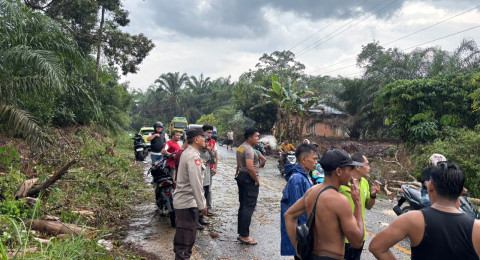 Pohon Tumbang Timpa Pengendara di Jalan Bangko-Kerinci, Satu Orang Meninggal Dunia